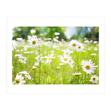 Flowers (Print Only) thumbnail