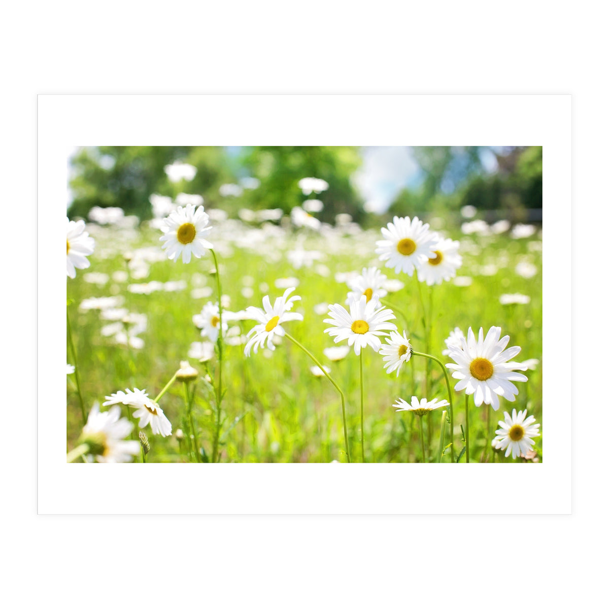 Flowers (Print Only)