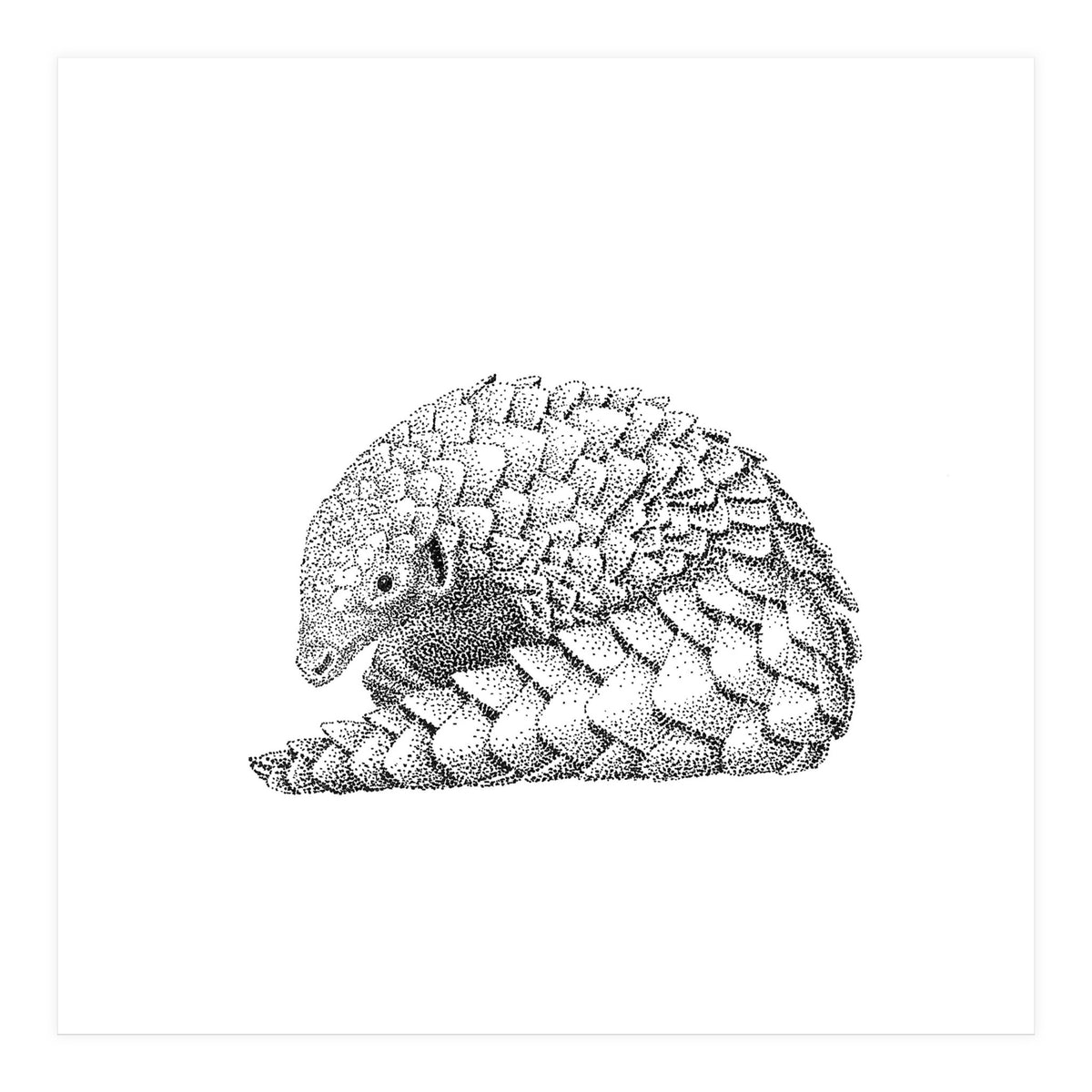 Pangolin (Print Only)
