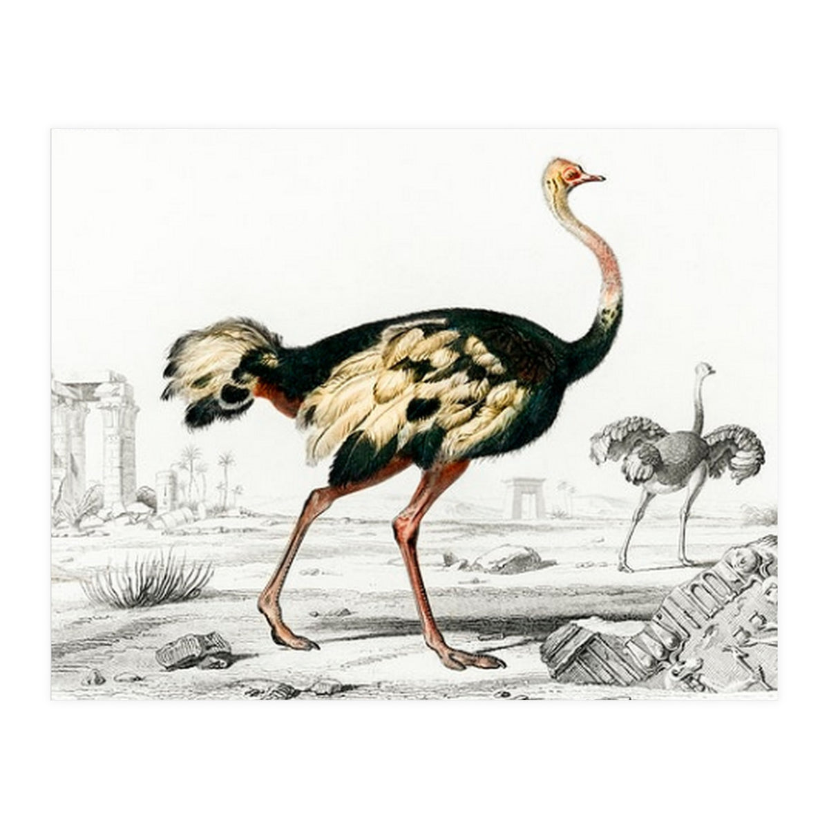 Struthio illustrated (Print Only)