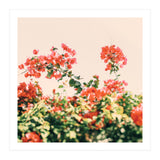 Bouganvillea Dream  (Print Only) thumbnail