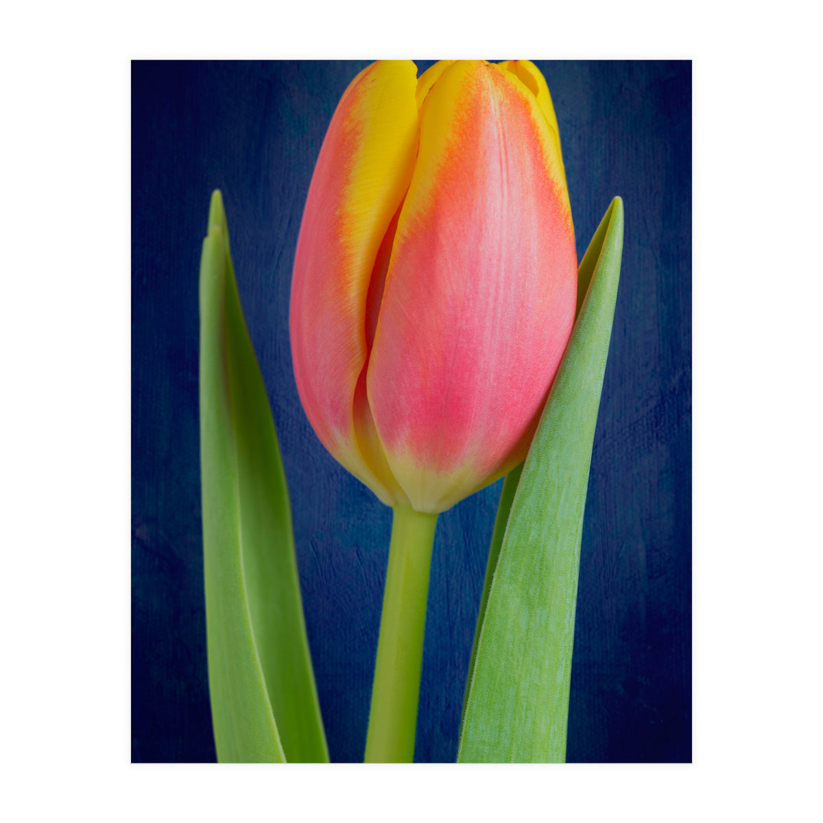 Tulip (Print Only)