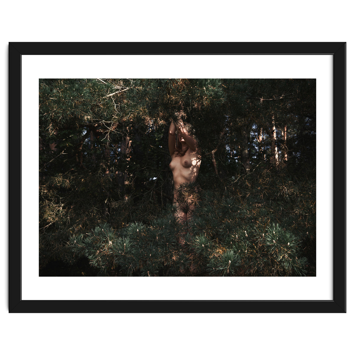 The Eyes of the Forest