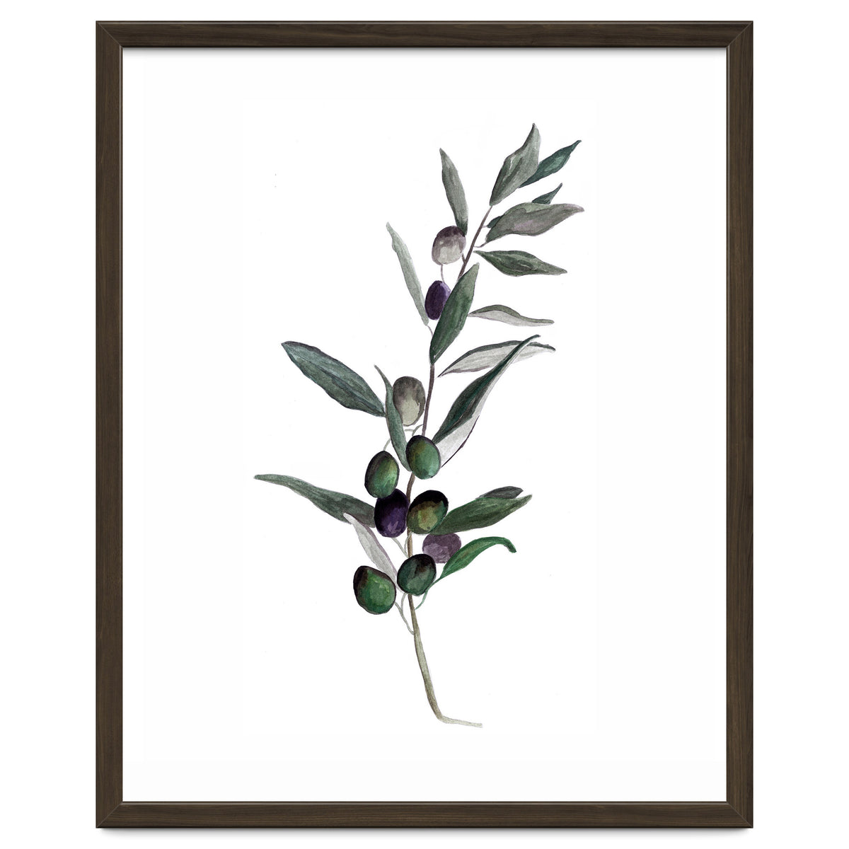 Botanical Illustration Olive