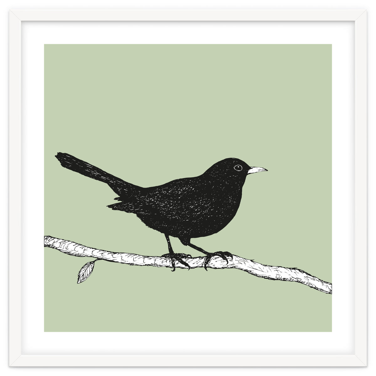 Blackbird pen drawing