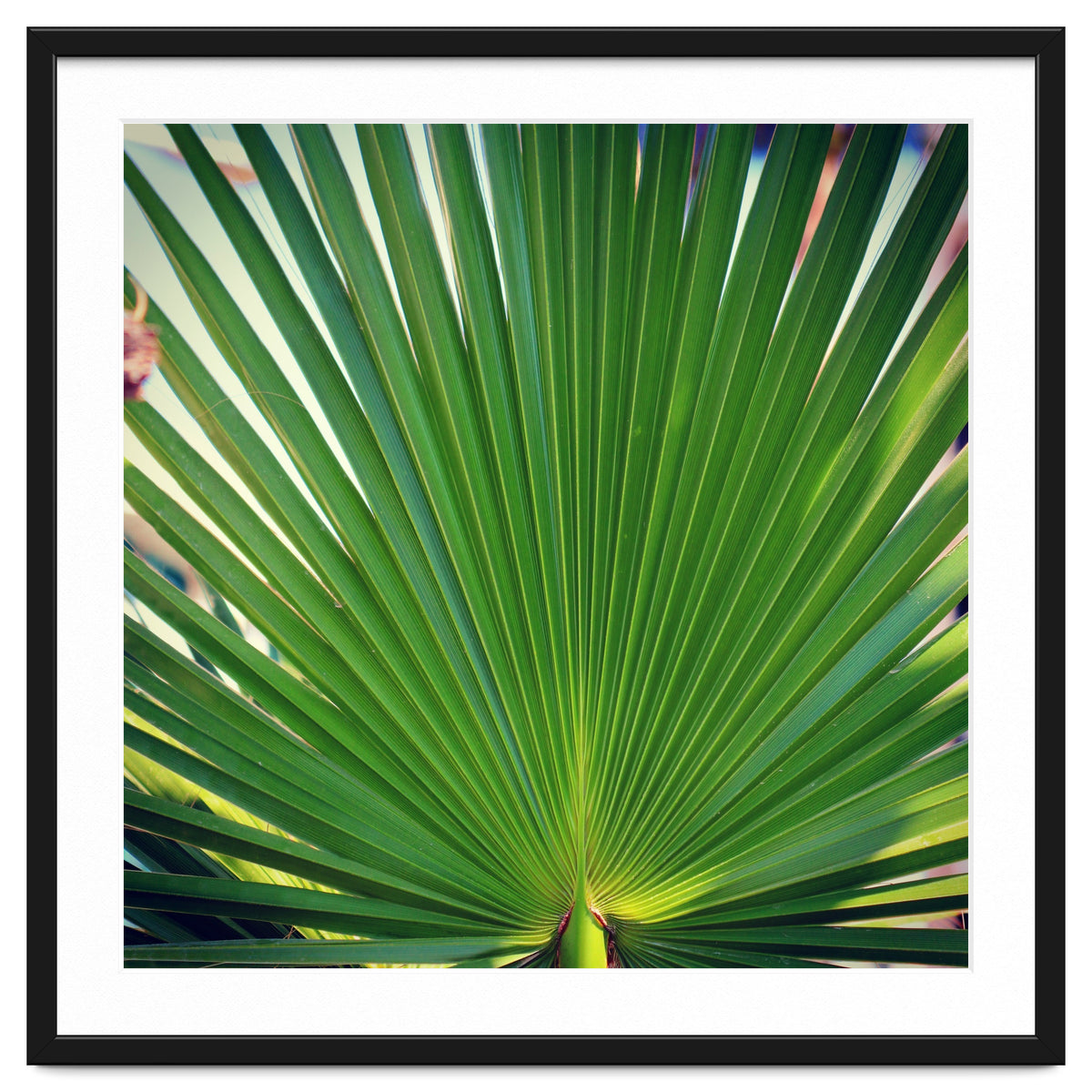 palm leaf