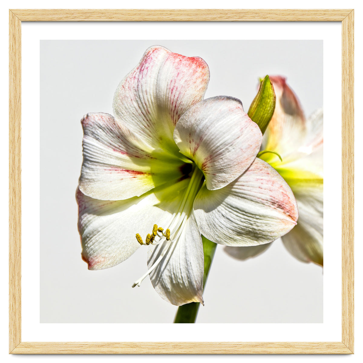 Amaryllis 1