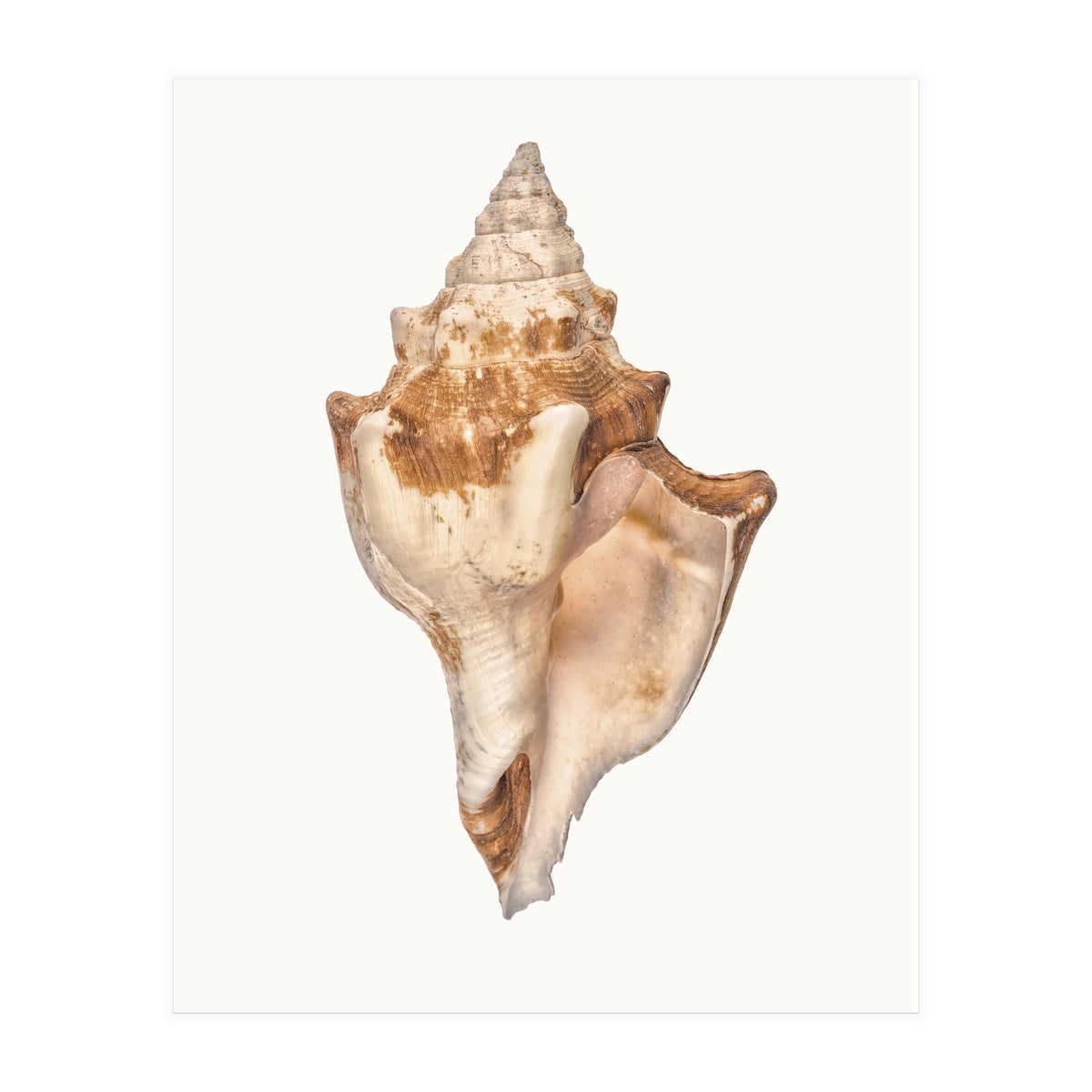 Cc Shell 01 (Print Only)