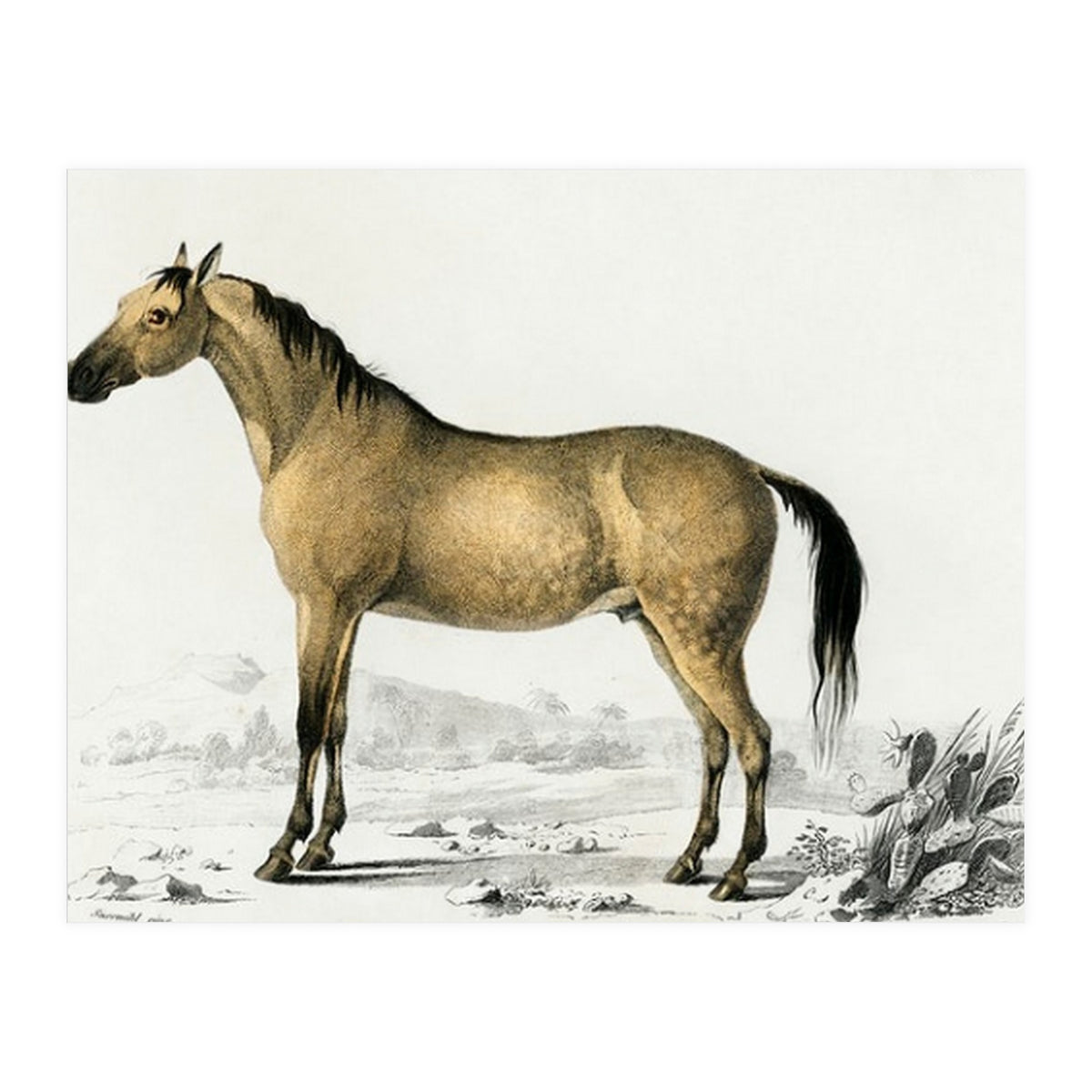 Horse (Print Only)