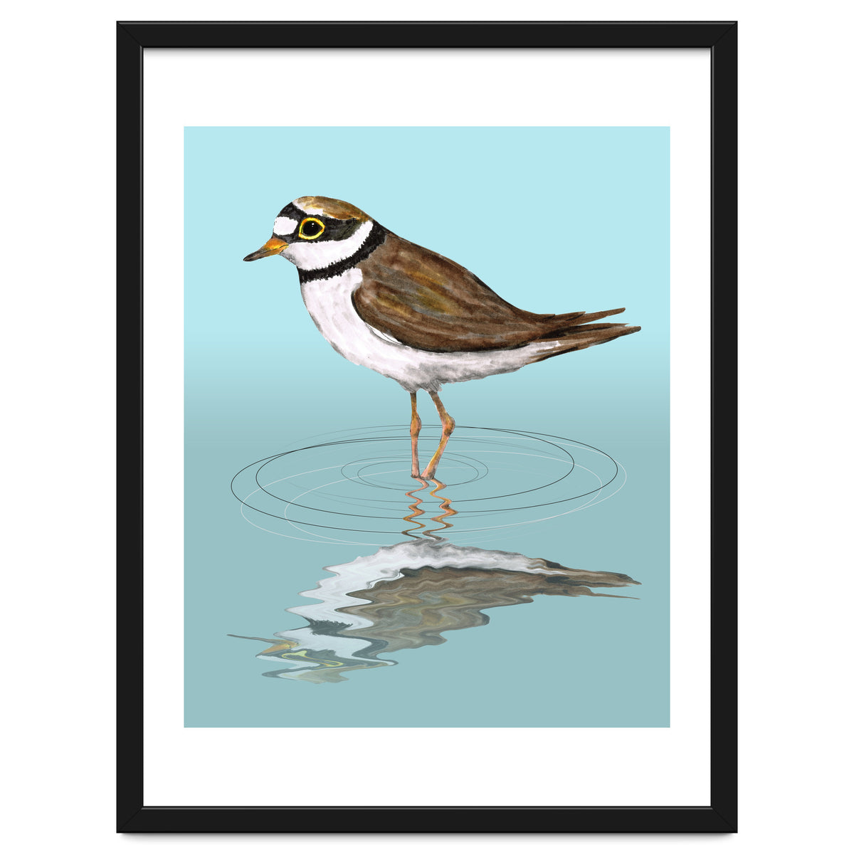 Little ringed  plover