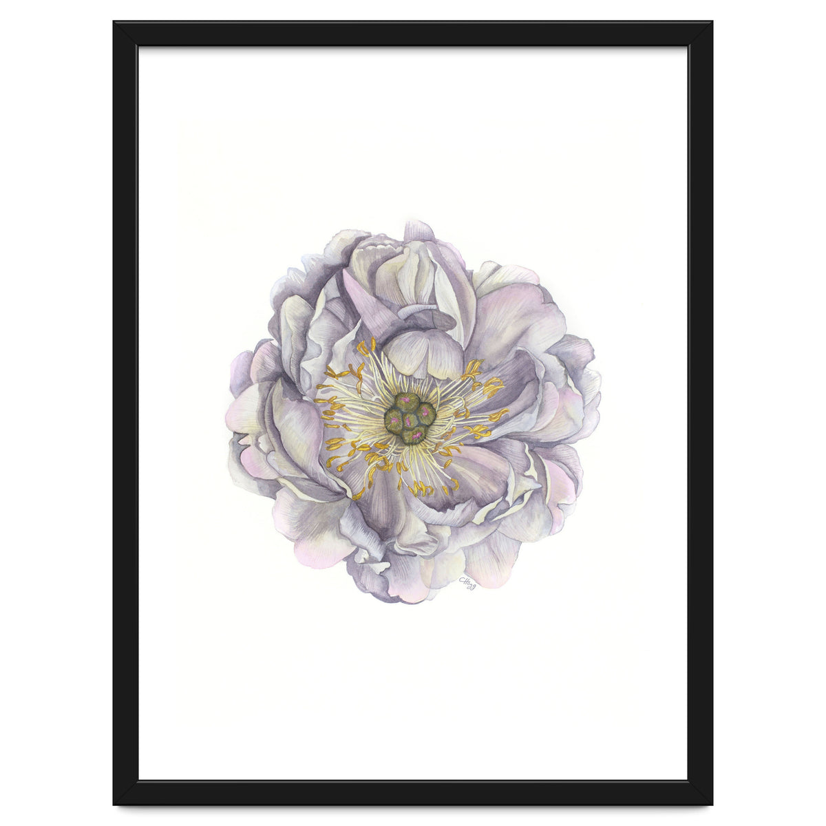 A Peony In Grey Std