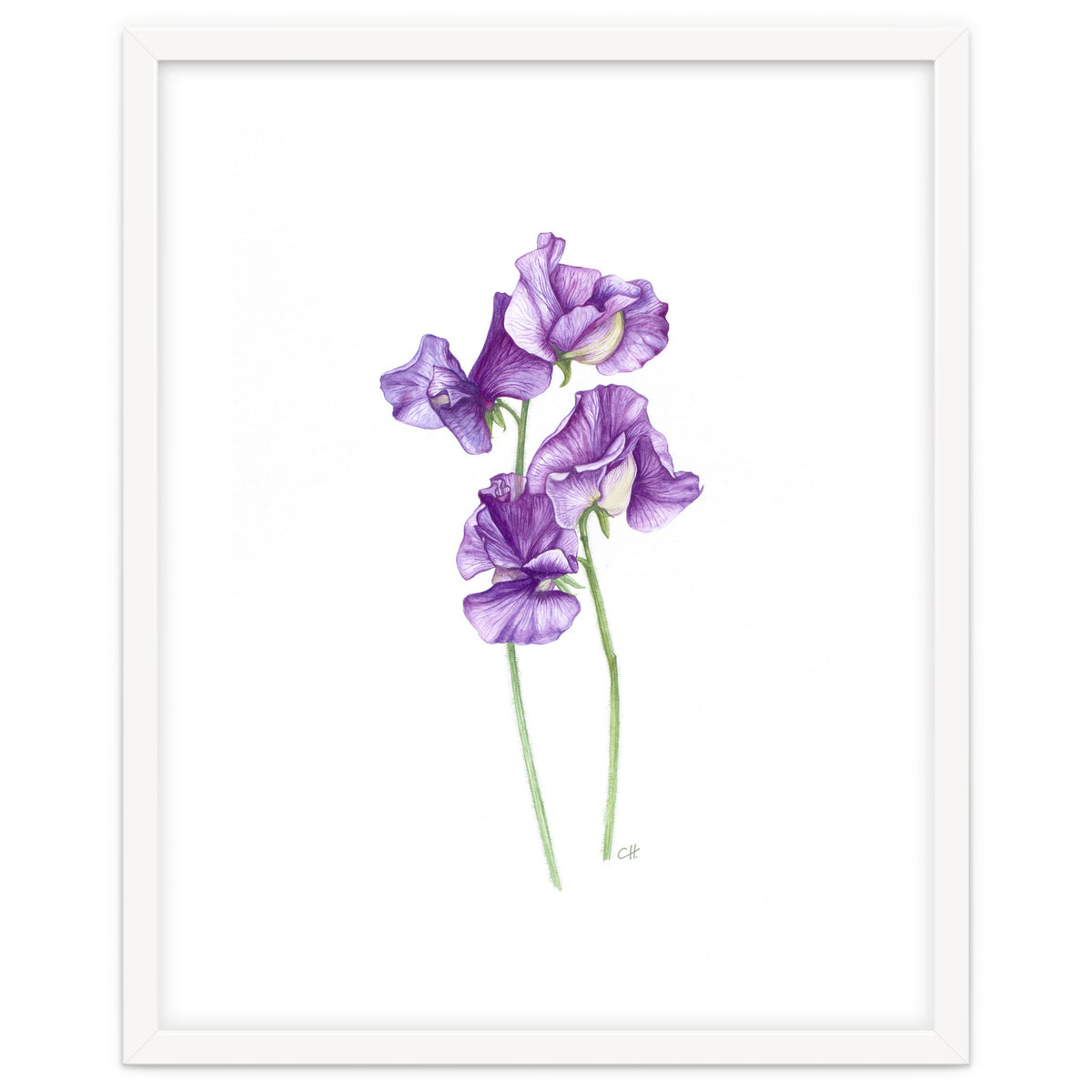 A Purple Posy Of Sweet Peas