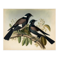 Magpies Vintage Painting (Print Only)