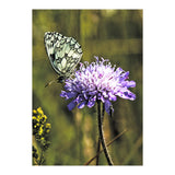 Marble white (Print Only) thumbnail