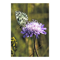 Marble white (Print Only)