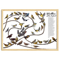 Warblers of New England