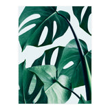 Monstera (Print Only) thumbnail