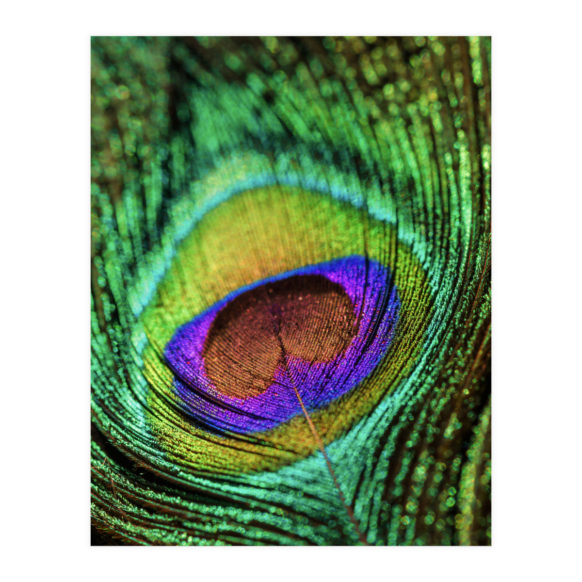 Peacock feather (Print Only)