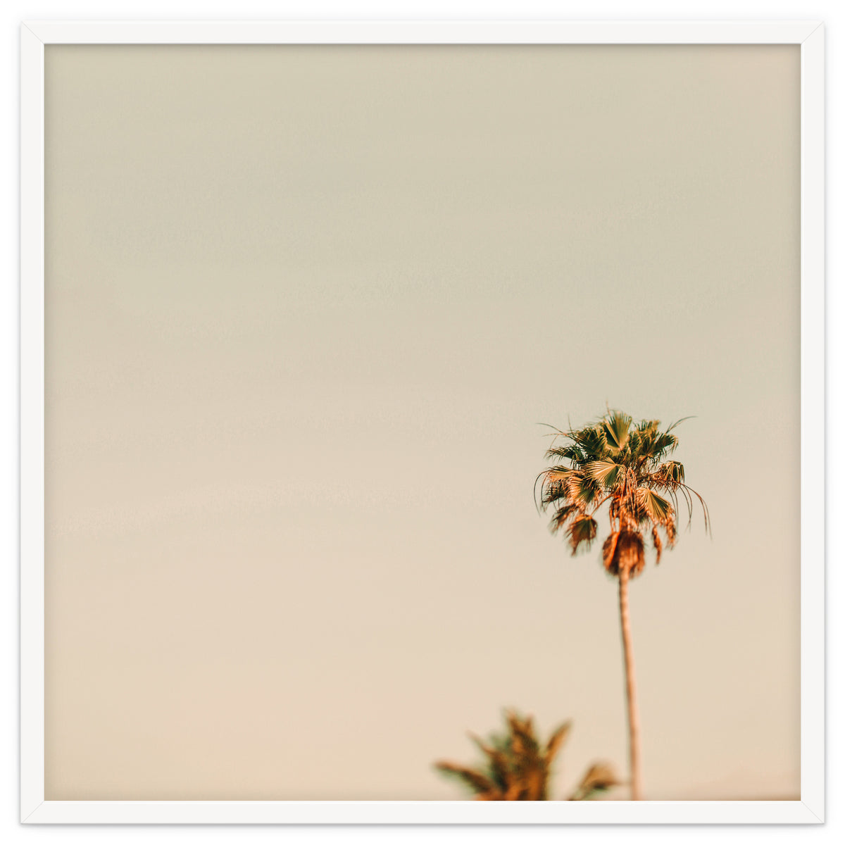 Minimal Palms