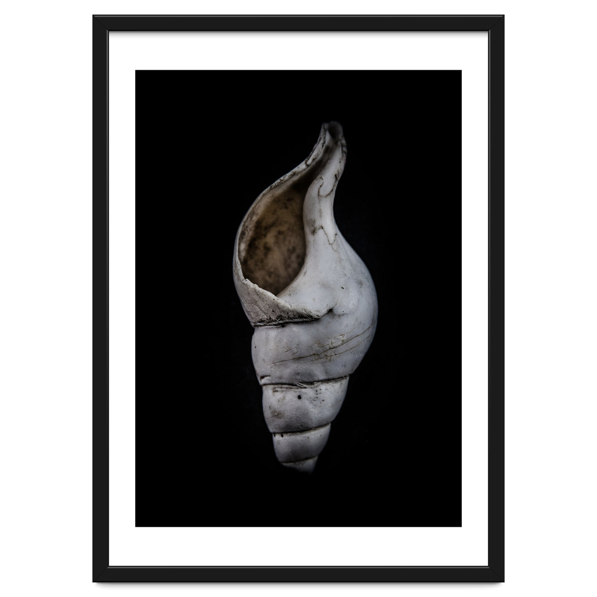 Shells No 12 Color Version