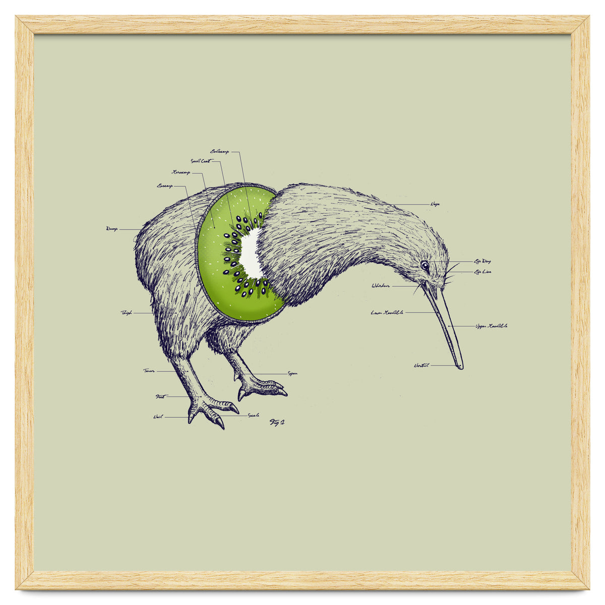 Kiwi Anatomy