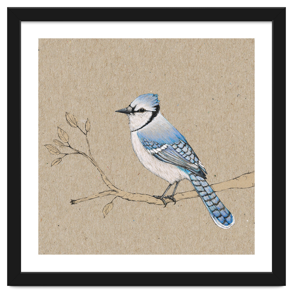 Blue jay