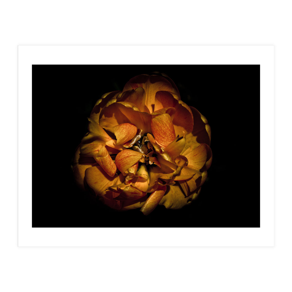 Backyard Flowers No 80 Color Version (Print Only)