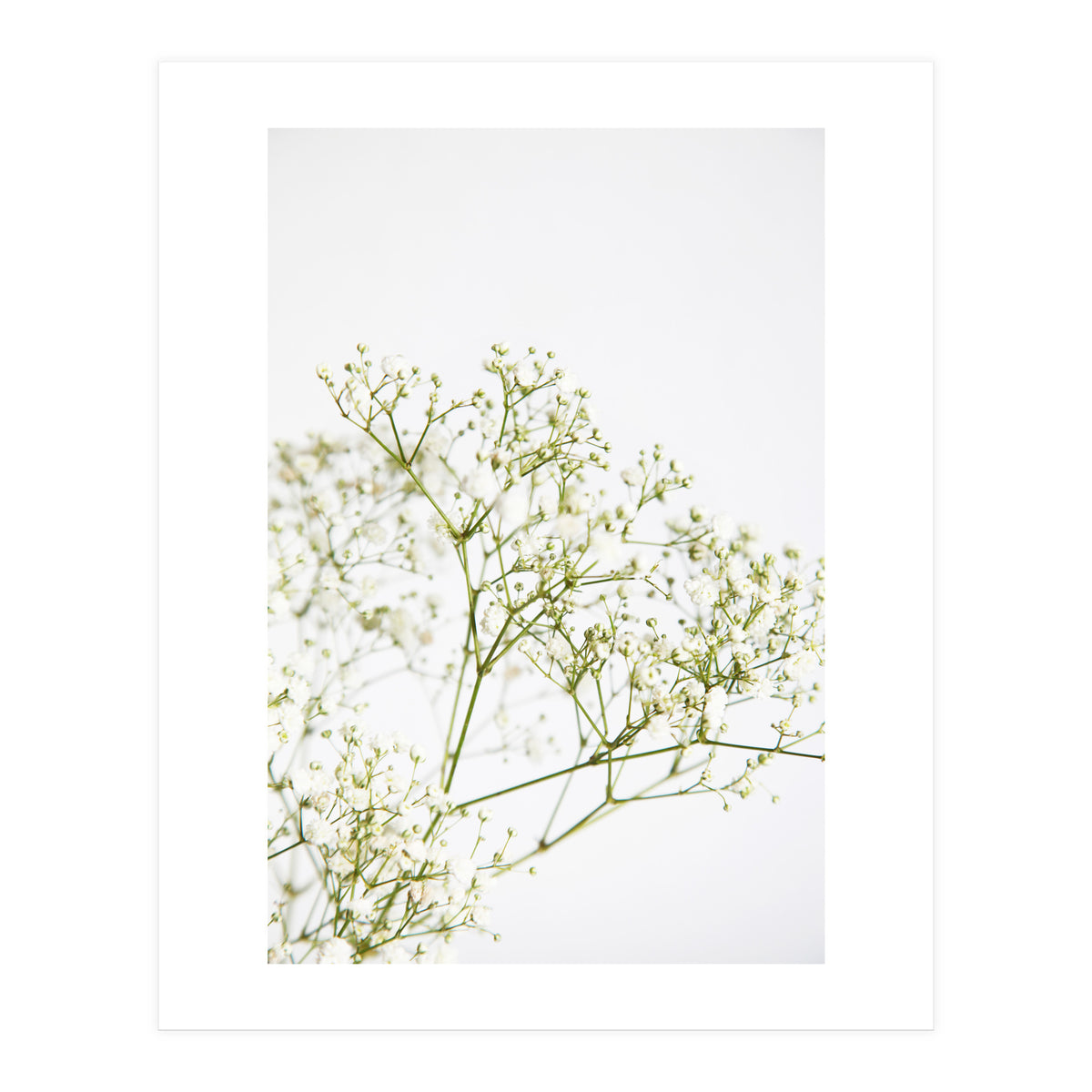 Flowers (Print Only)