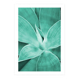 Agave (Print Only) thumbnail