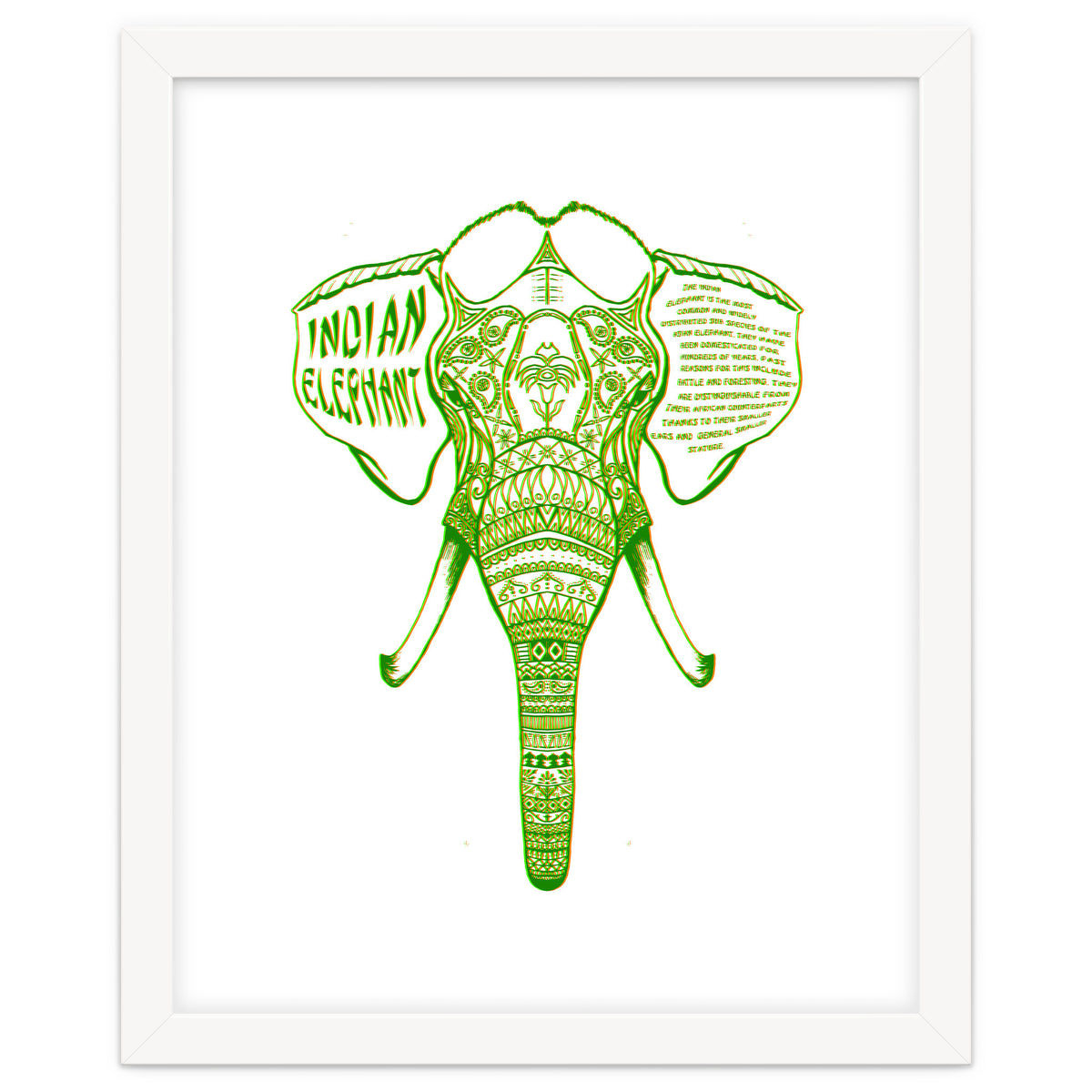 Indian Elephant