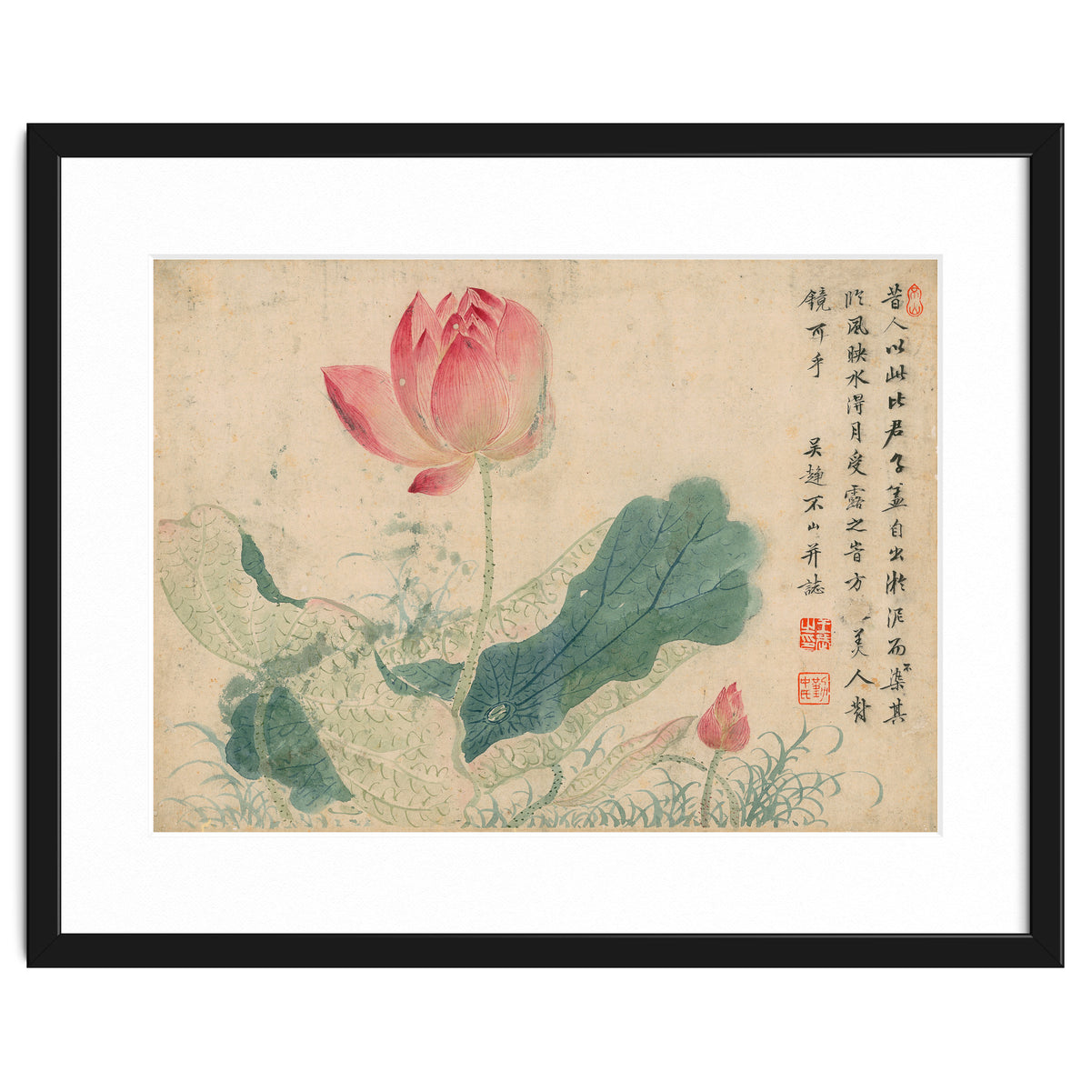 Qing Wangwu Flower album, lotus, lotus leaf, pond, copy of water grass
