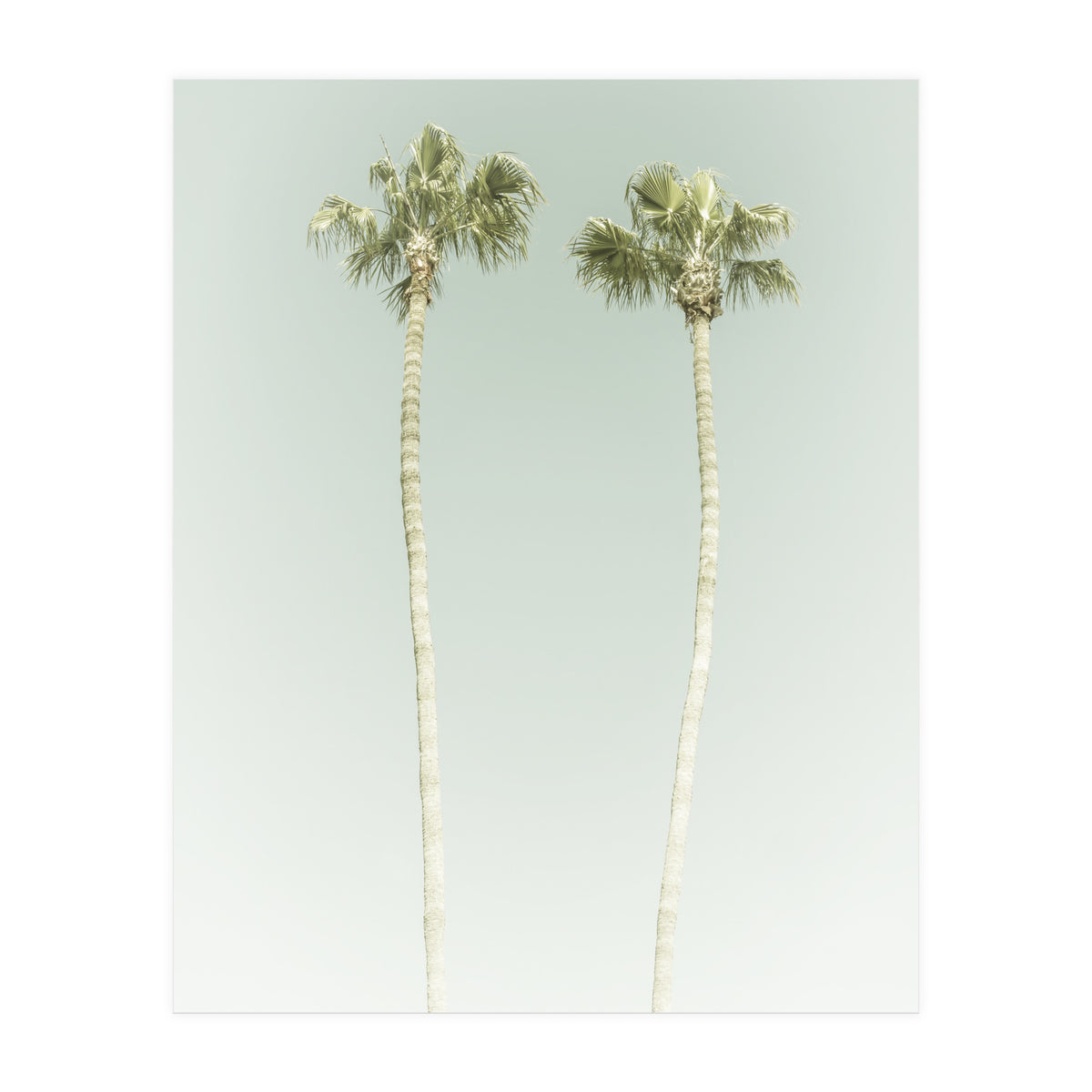 Vintage Palm Trees  (Print Only)