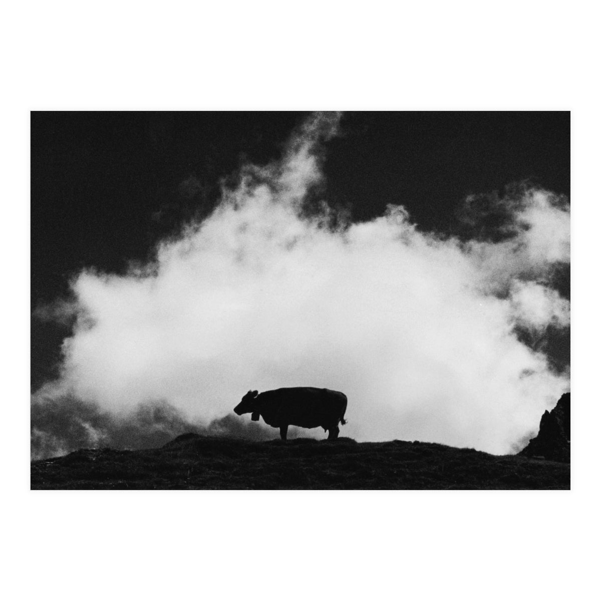 cow and cloud (Print Only)