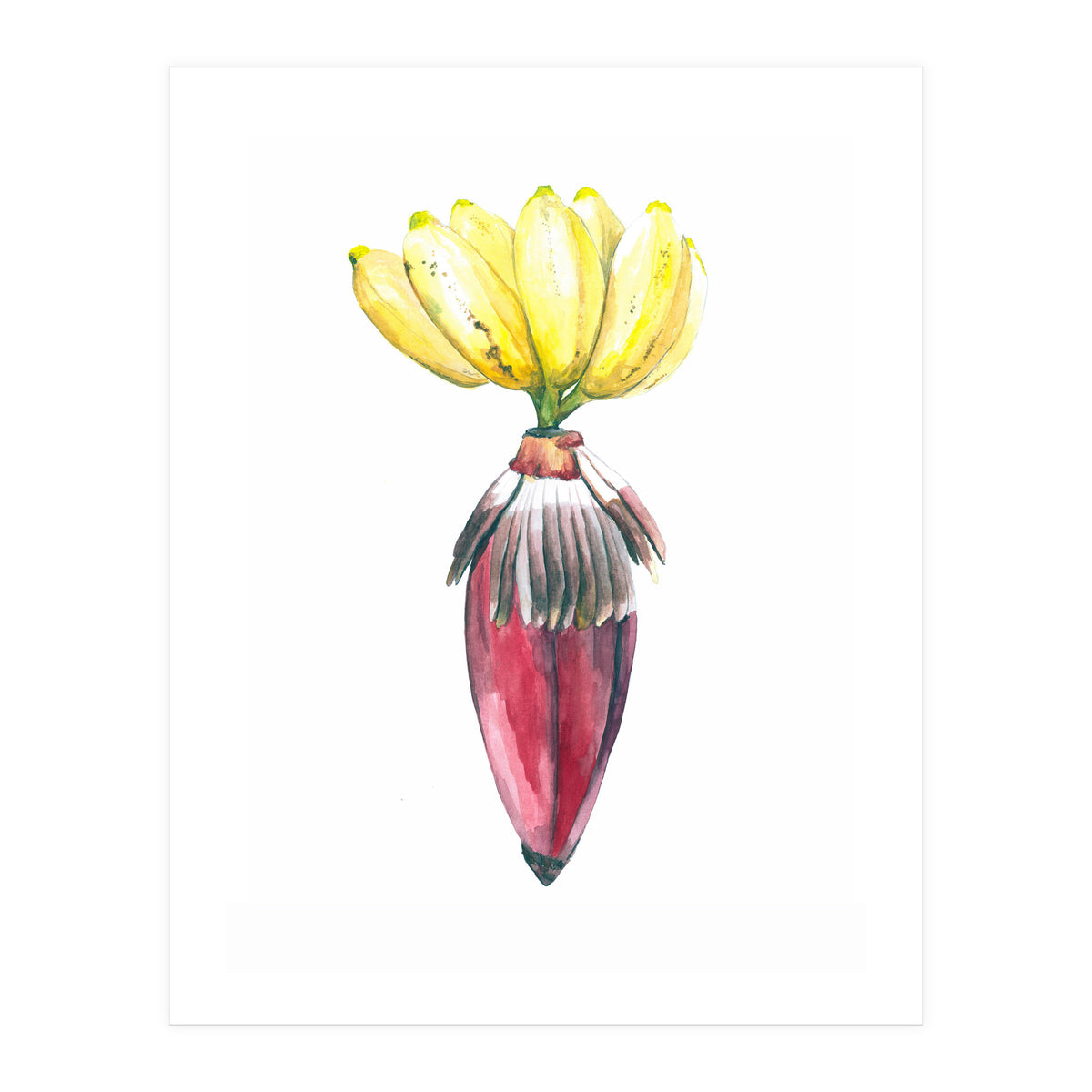 Botanical Illustration Banana (Print Only)