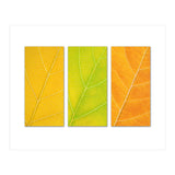 Autumn Leaves (Print Only) thumbnail