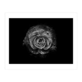 Backyard Flowers In Black And White No 64 (Print Only) thumbnail