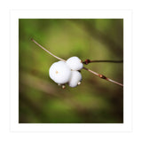 winter berries (Print Only) thumbnail