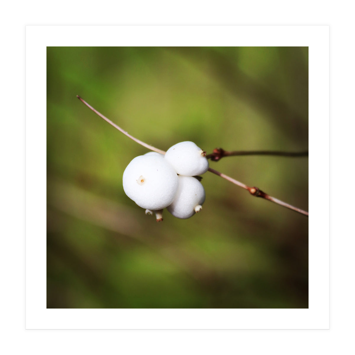 winter berries (Print Only)