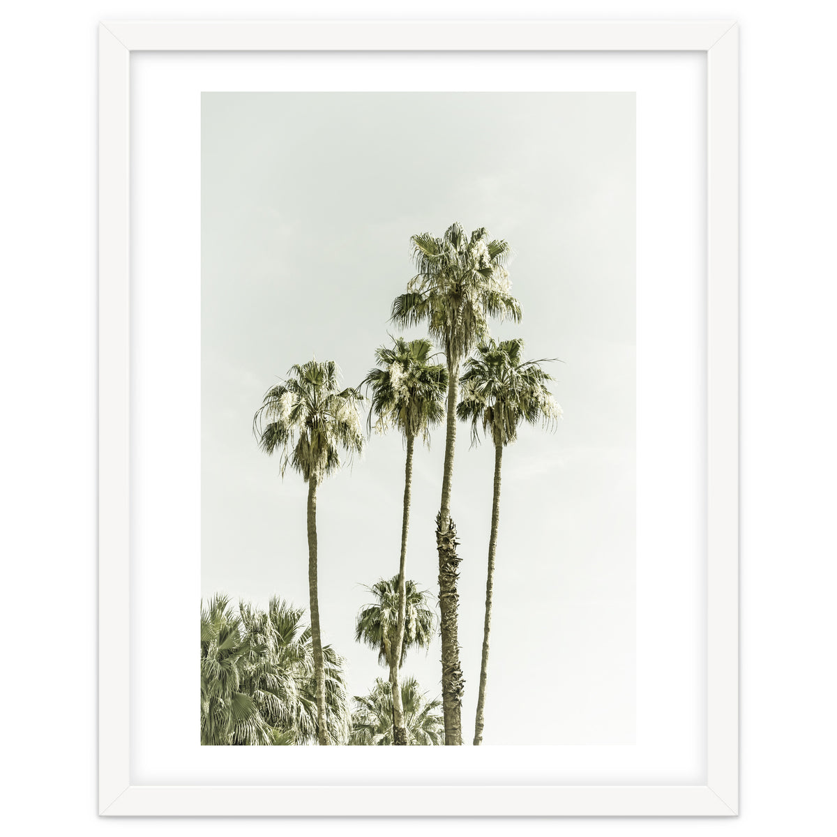 Palm Trees Summertime