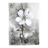White flower (Print Only) thumbnail