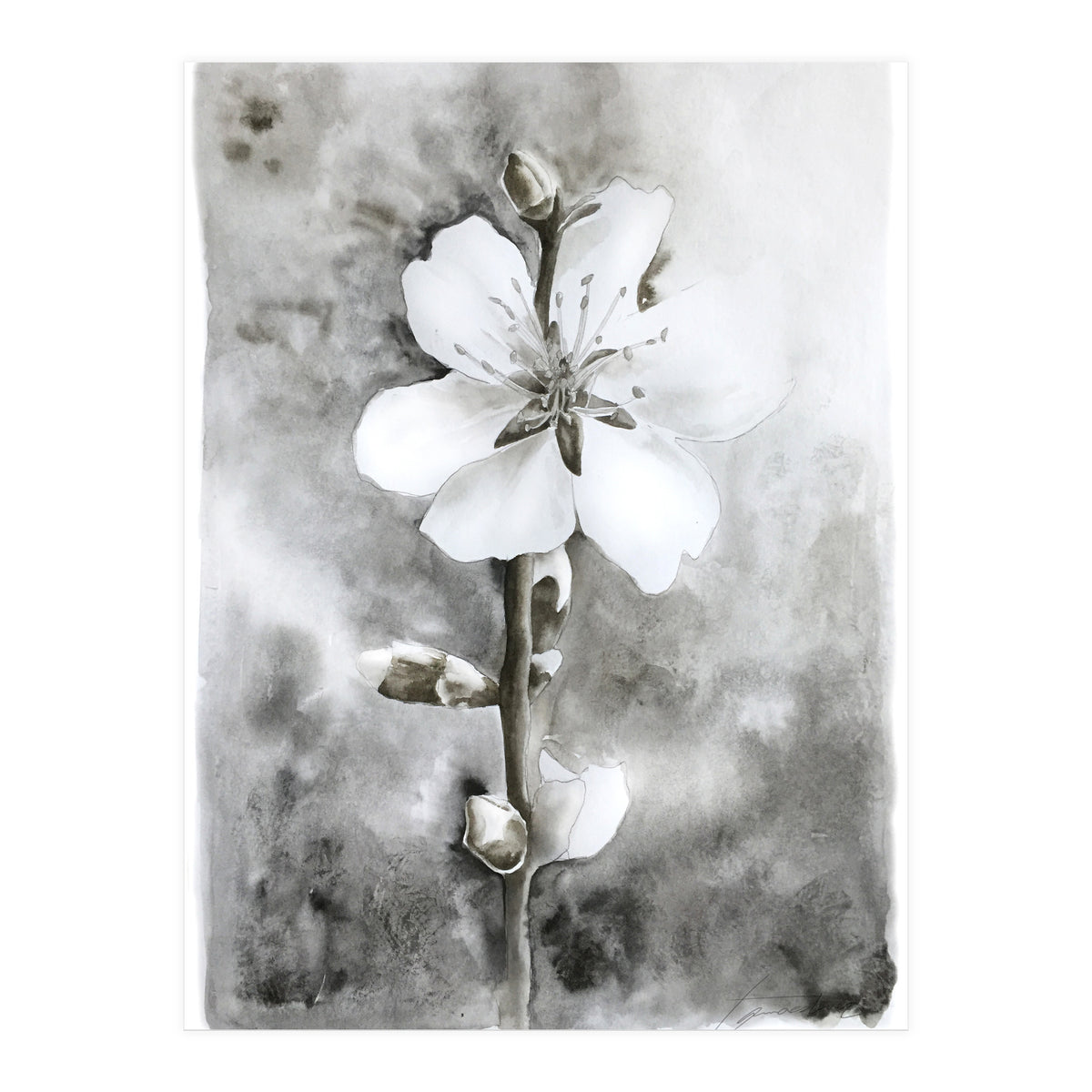White flower (Print Only)