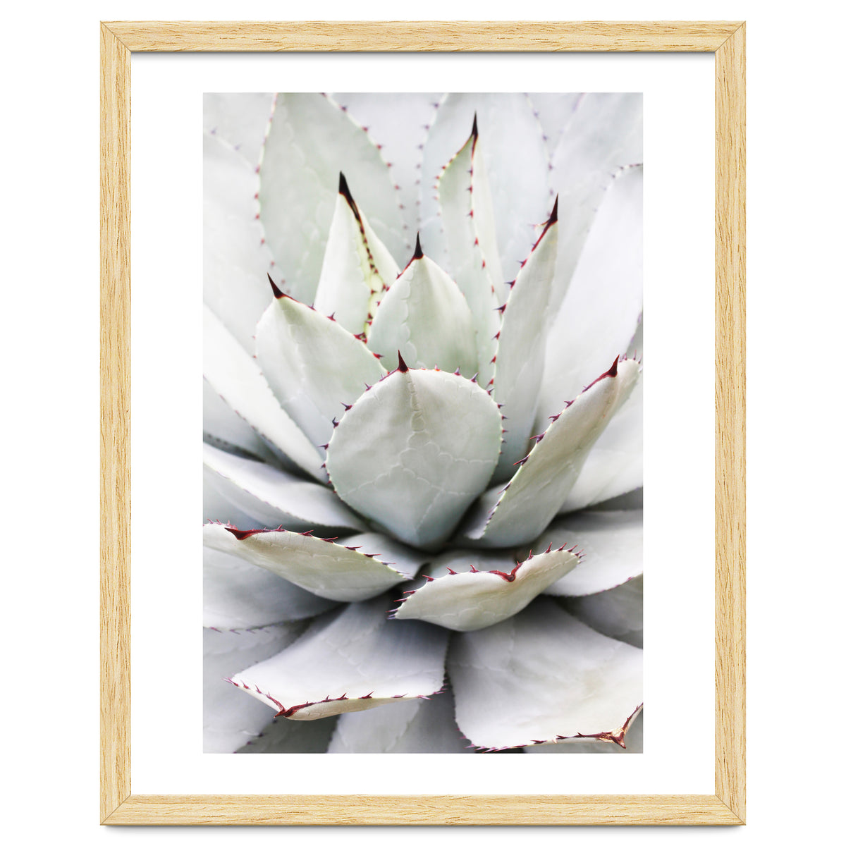 Agave plant