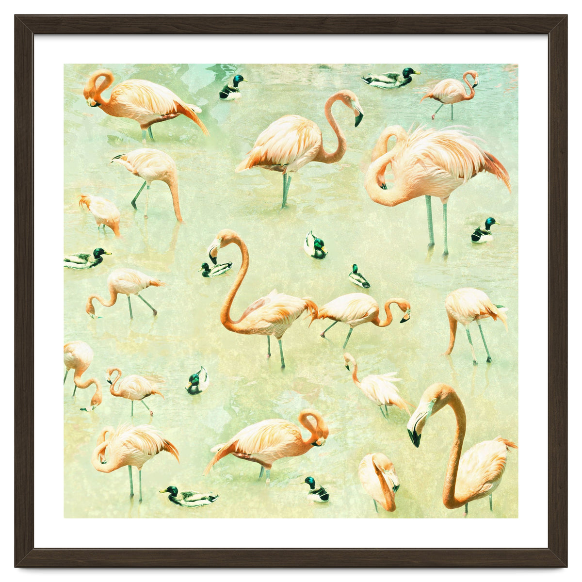 Flamingos