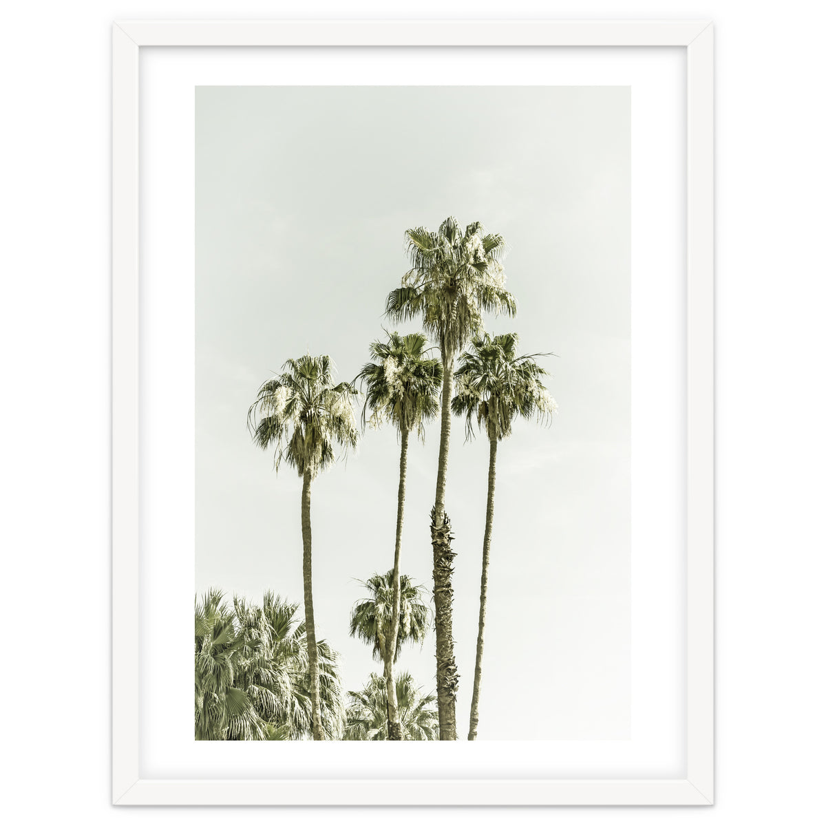 Palm Trees Summertime