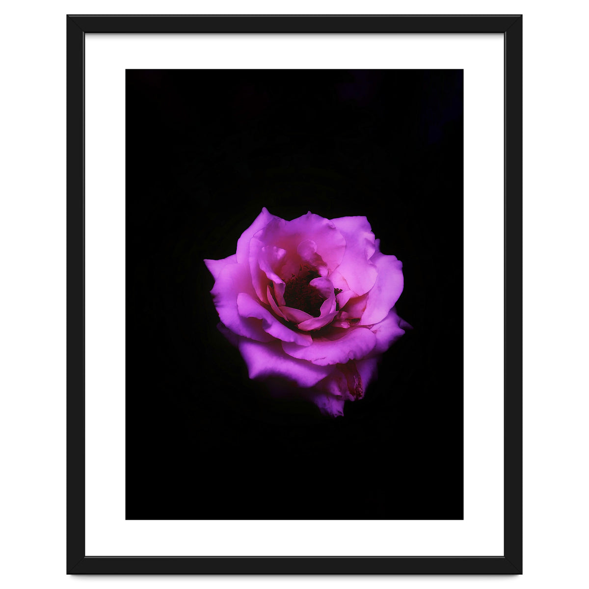 PINK ROSE IN DARK SPACE
