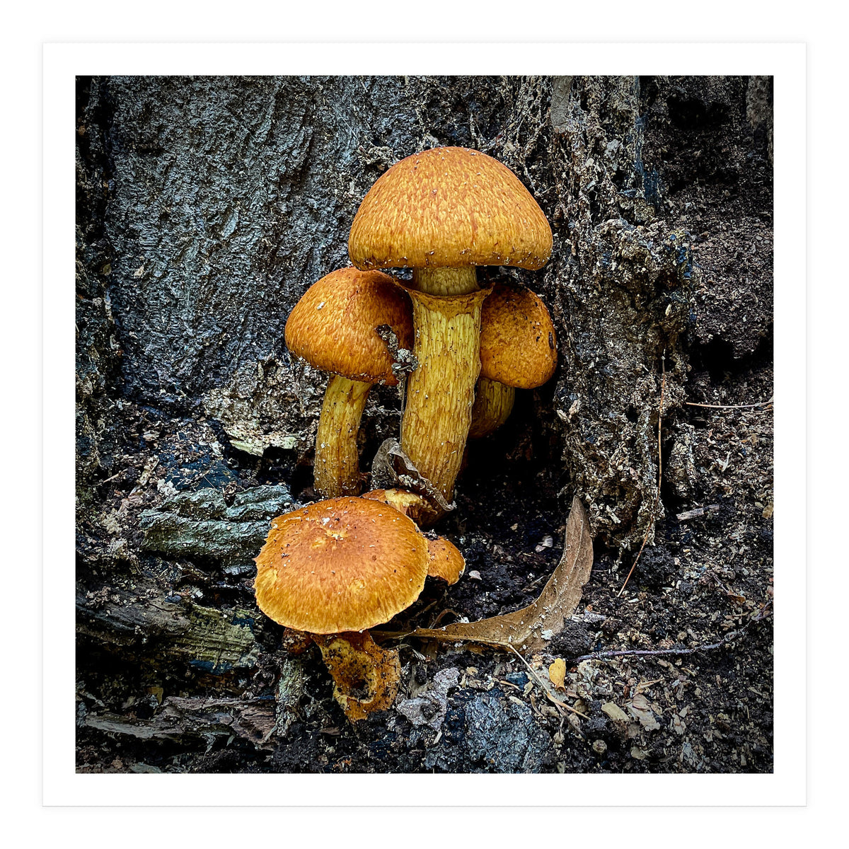 Tree Fungi  (Print Only)