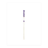 Lavender twig (Print Only) thumbnail