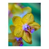 Orchidee Phalleanopsis (Print Only) thumbnail