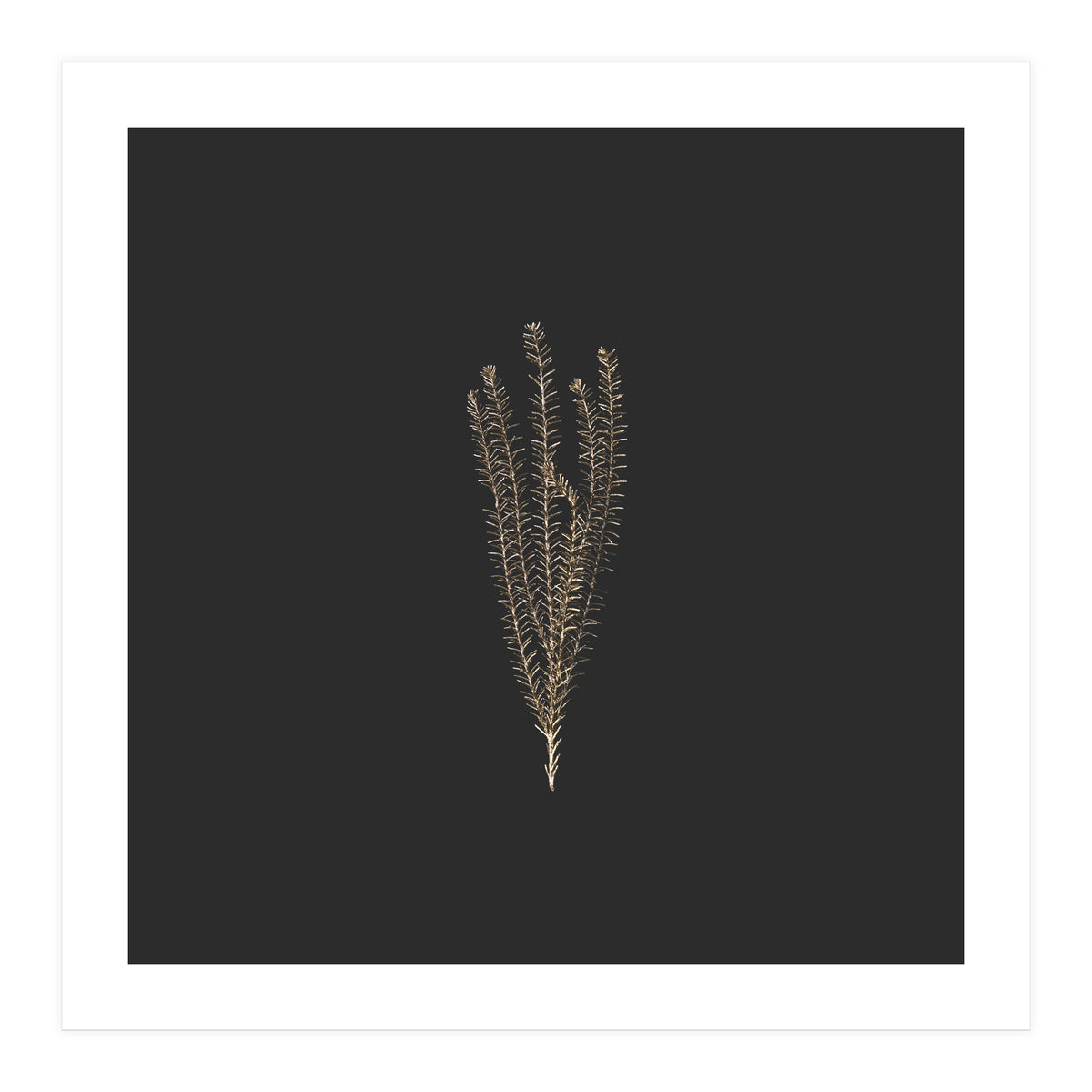 Delicate Fynbos Botanicals in Gold and Black - Square (Print Only)