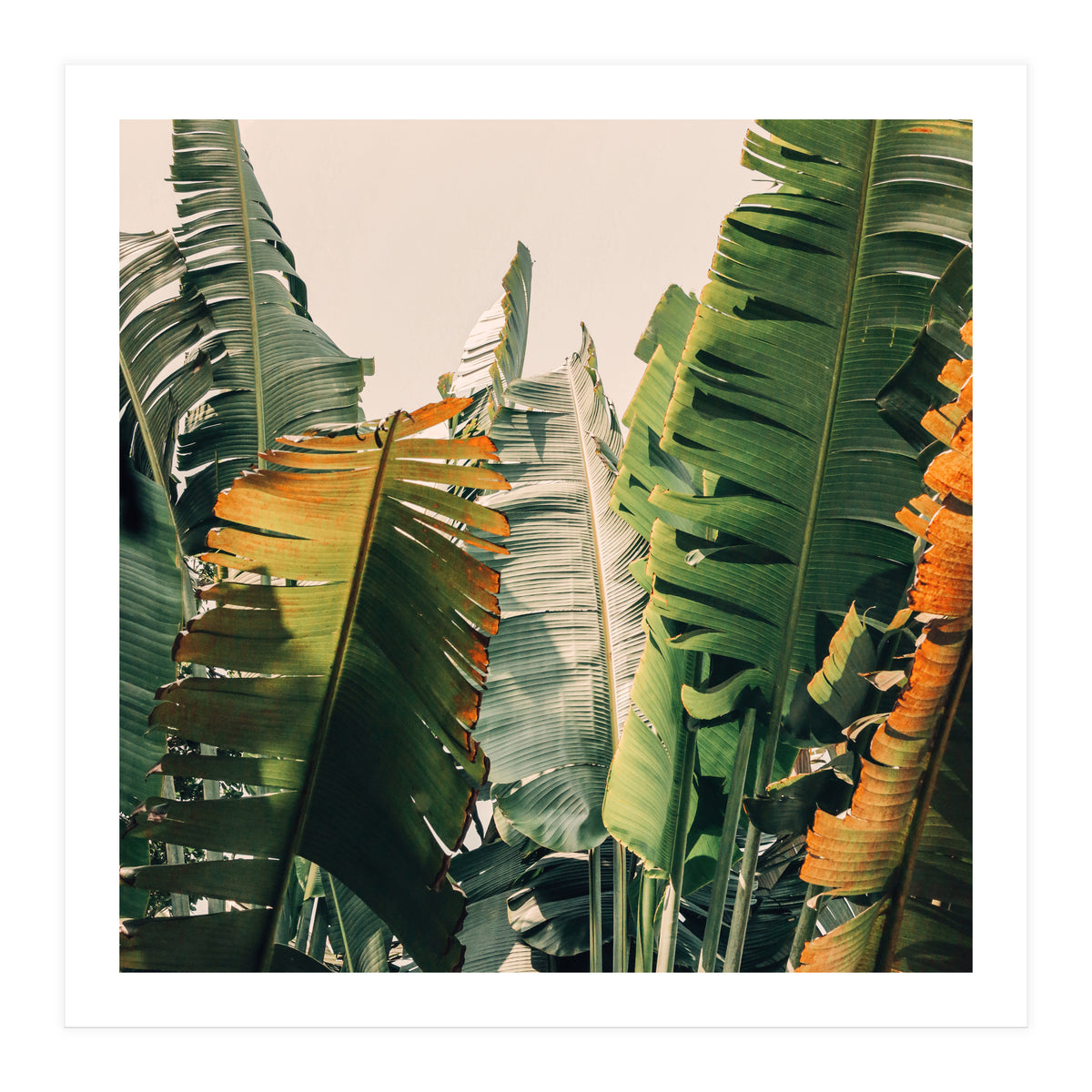 Shades Of Summer (Print Only)